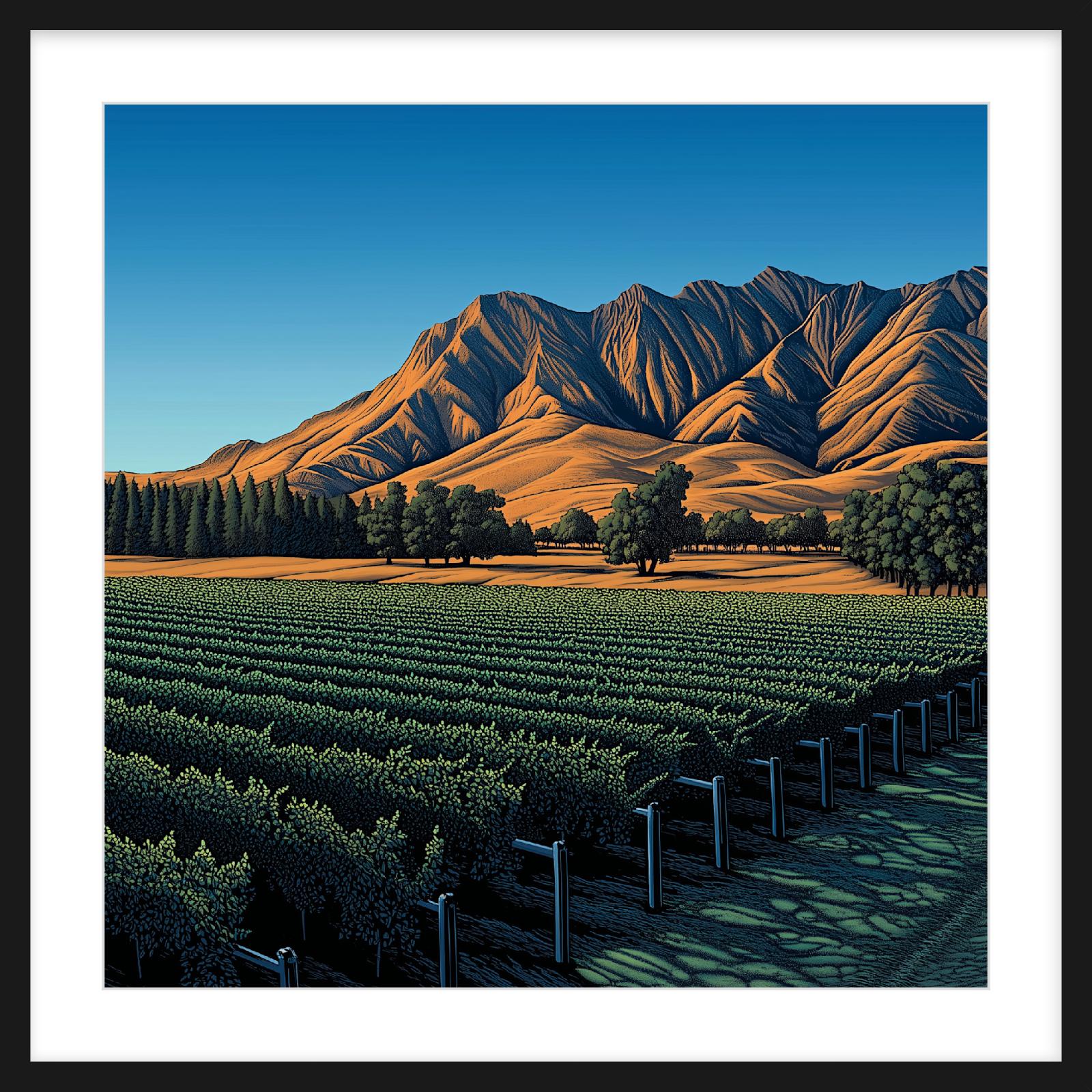 Hawkes Bay Vineyard