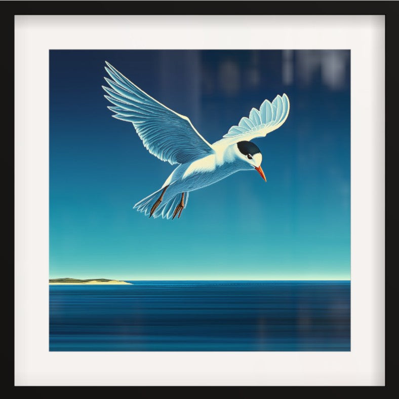 Fairy Tern