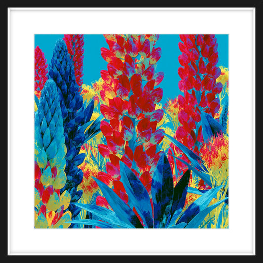 Lupins