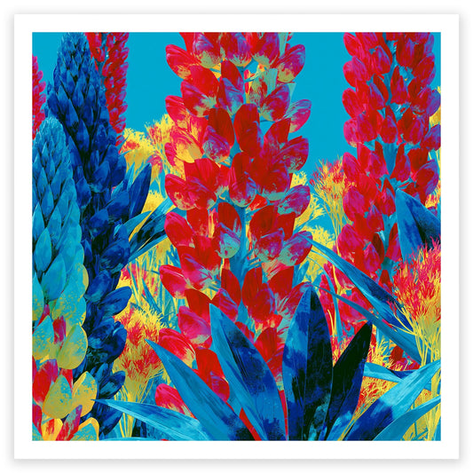Lupins